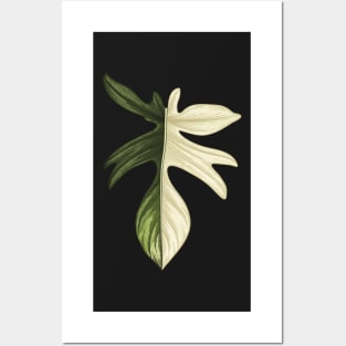 Philodendron Florida Beauty Big Leaf Posters and Art